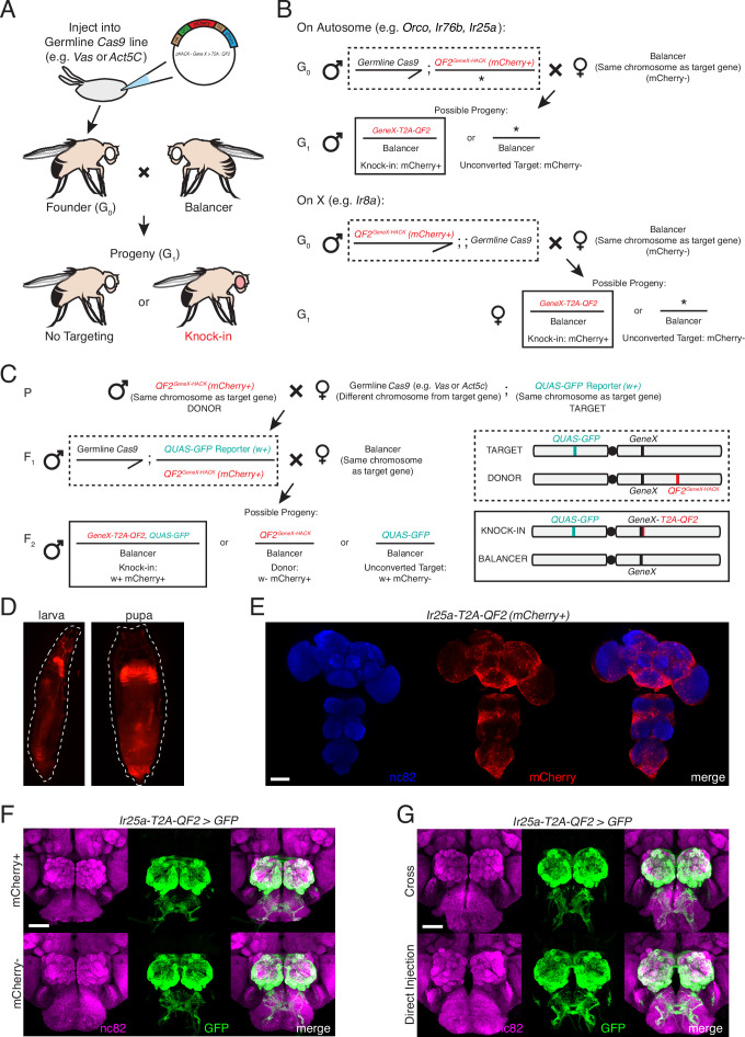 Figure 2—figure supplement 1.