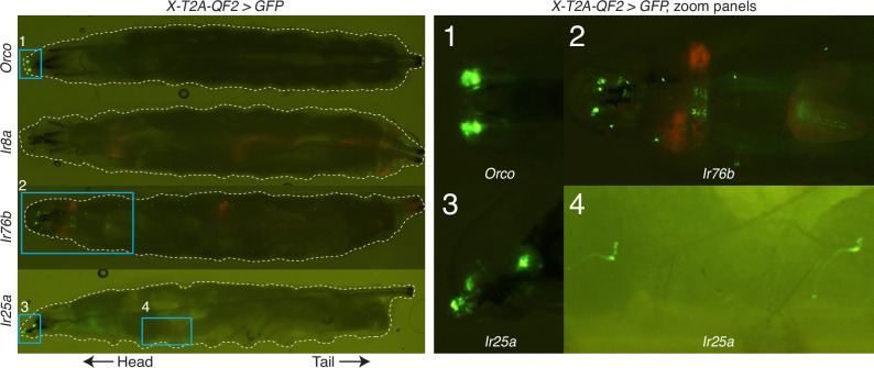 Figure 2—figure supplement 4.