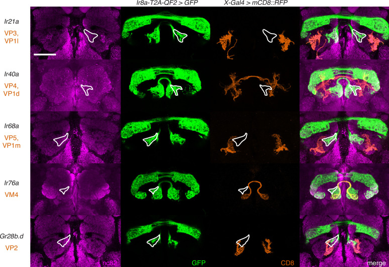 Figure 5—figure supplement 1.