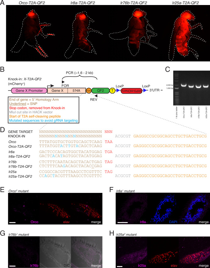 Figure 2—figure supplement 3.