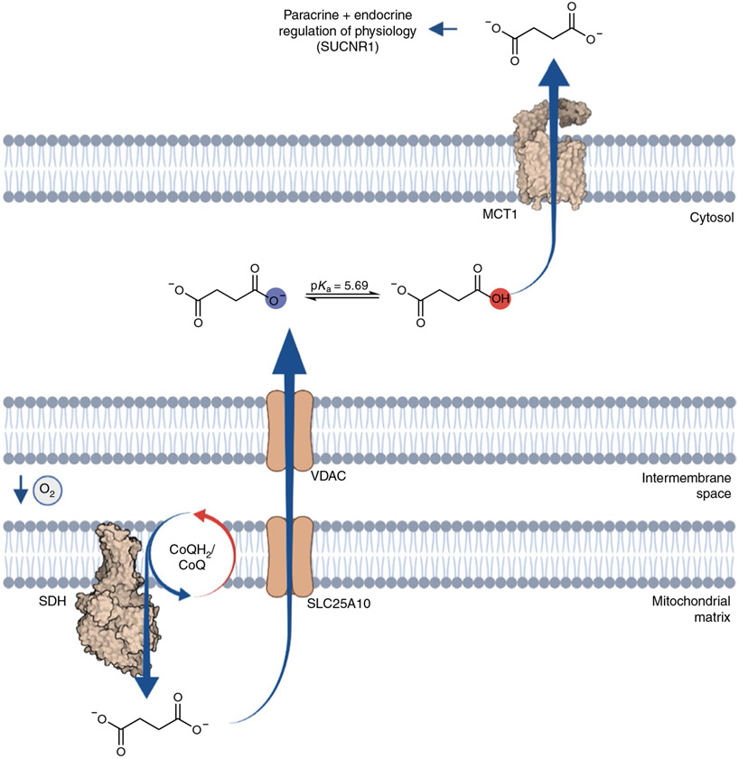 Fig. 4 ∣