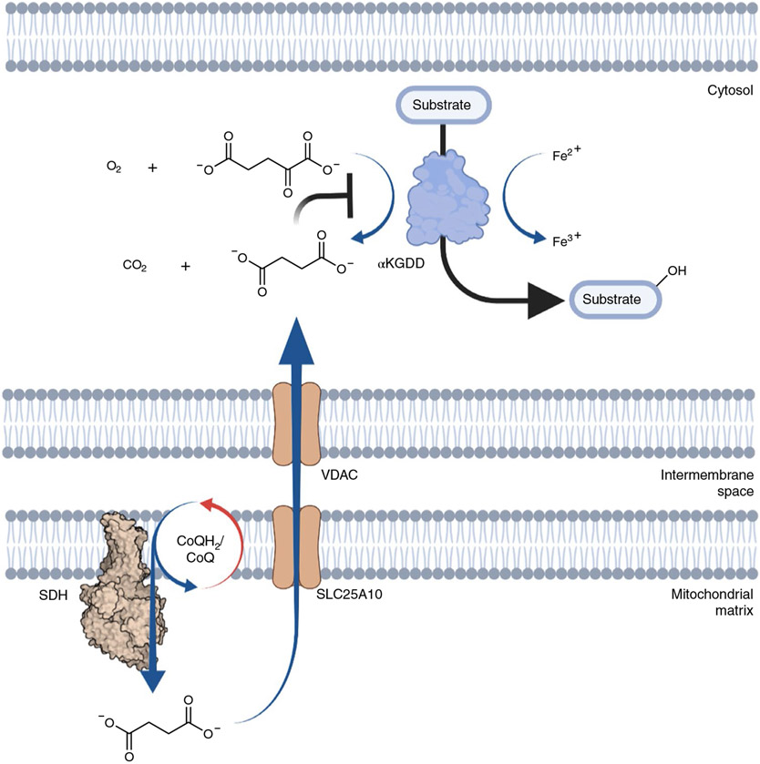 Fig. 3 ∣