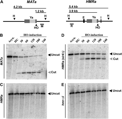 Figure 5.—