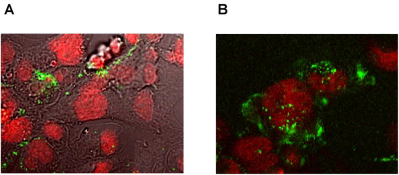 Fig. 3