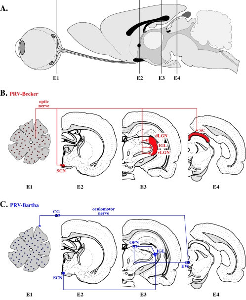 FIG. 5.