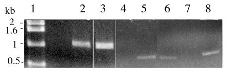 FIG. 5.