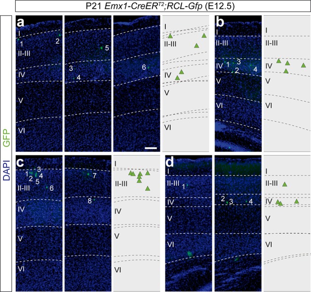 Figure 4—figure supplement 1.