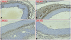 Fig 13
