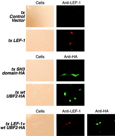 FIG. 8.