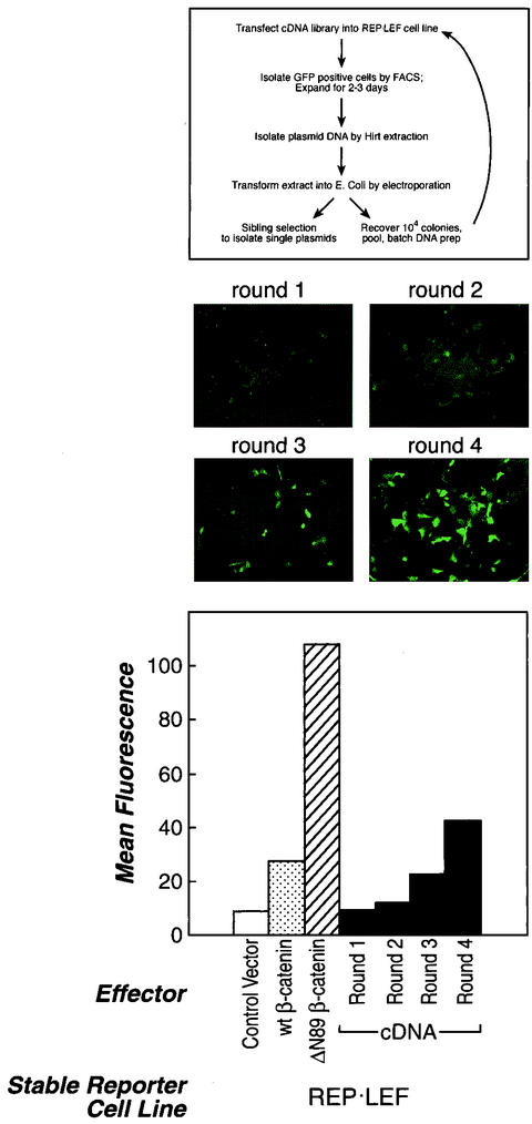 FIG. 3.