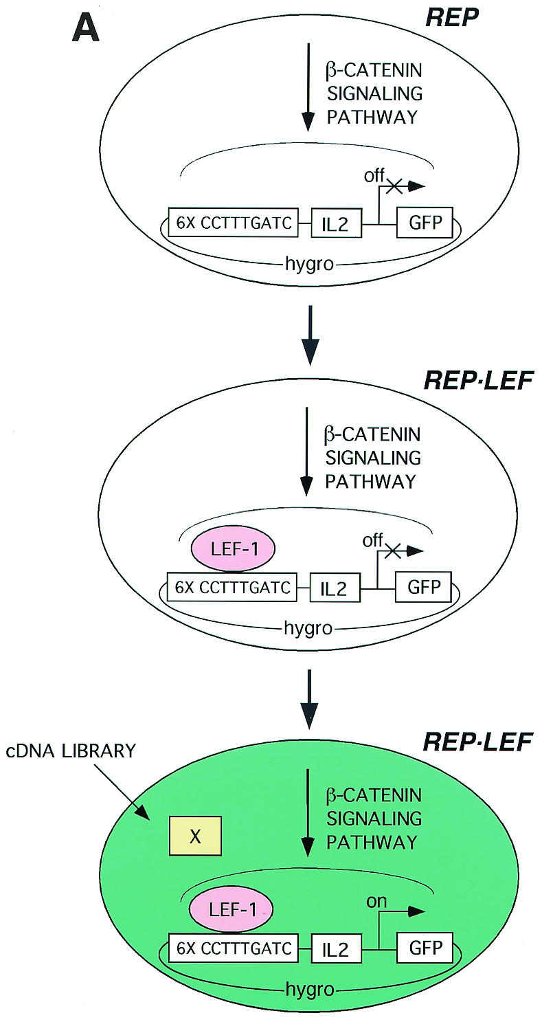 FIG. 1.