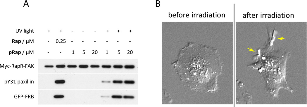 Fig. 5