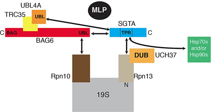 Fig. 7.