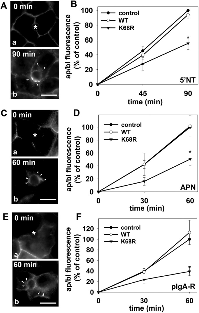 FIGURE 5: