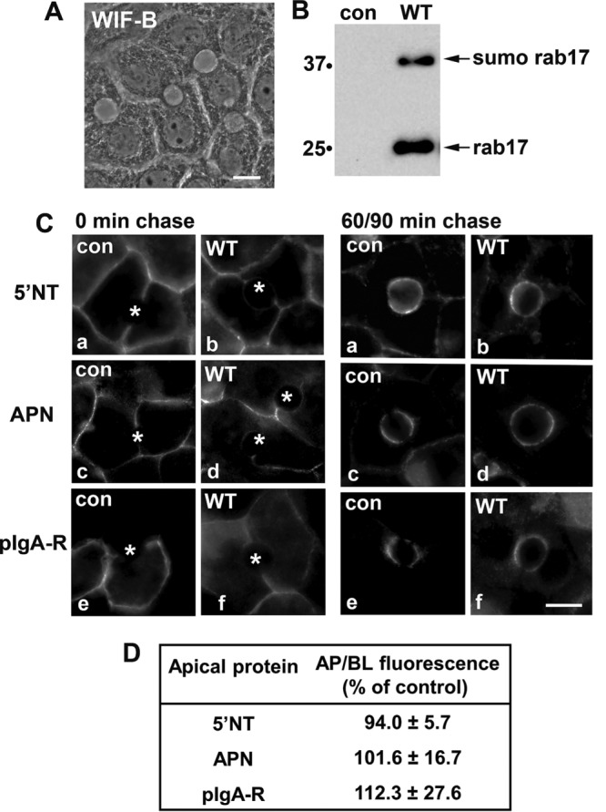 FIGURE 1: