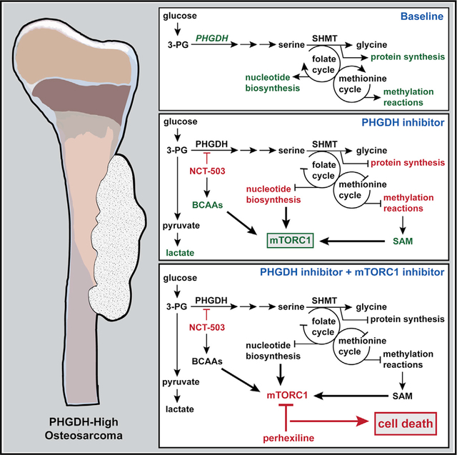 graphic file with name nihms-1748607-f0001.jpg