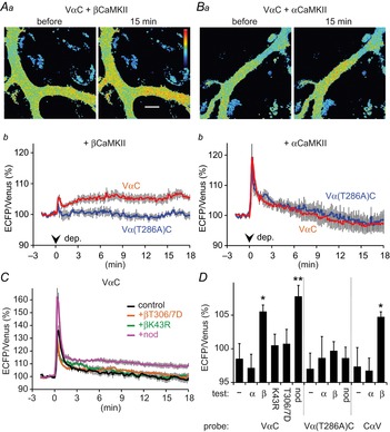 Sustained CaMKII activity depending on βCaMKII