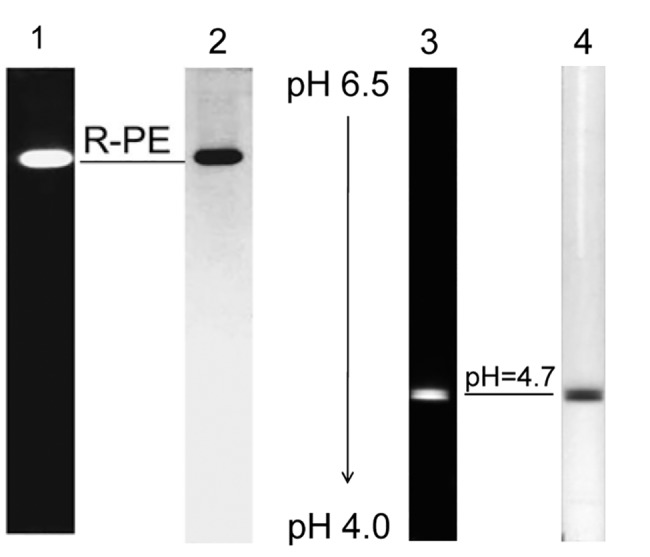 Fig 5