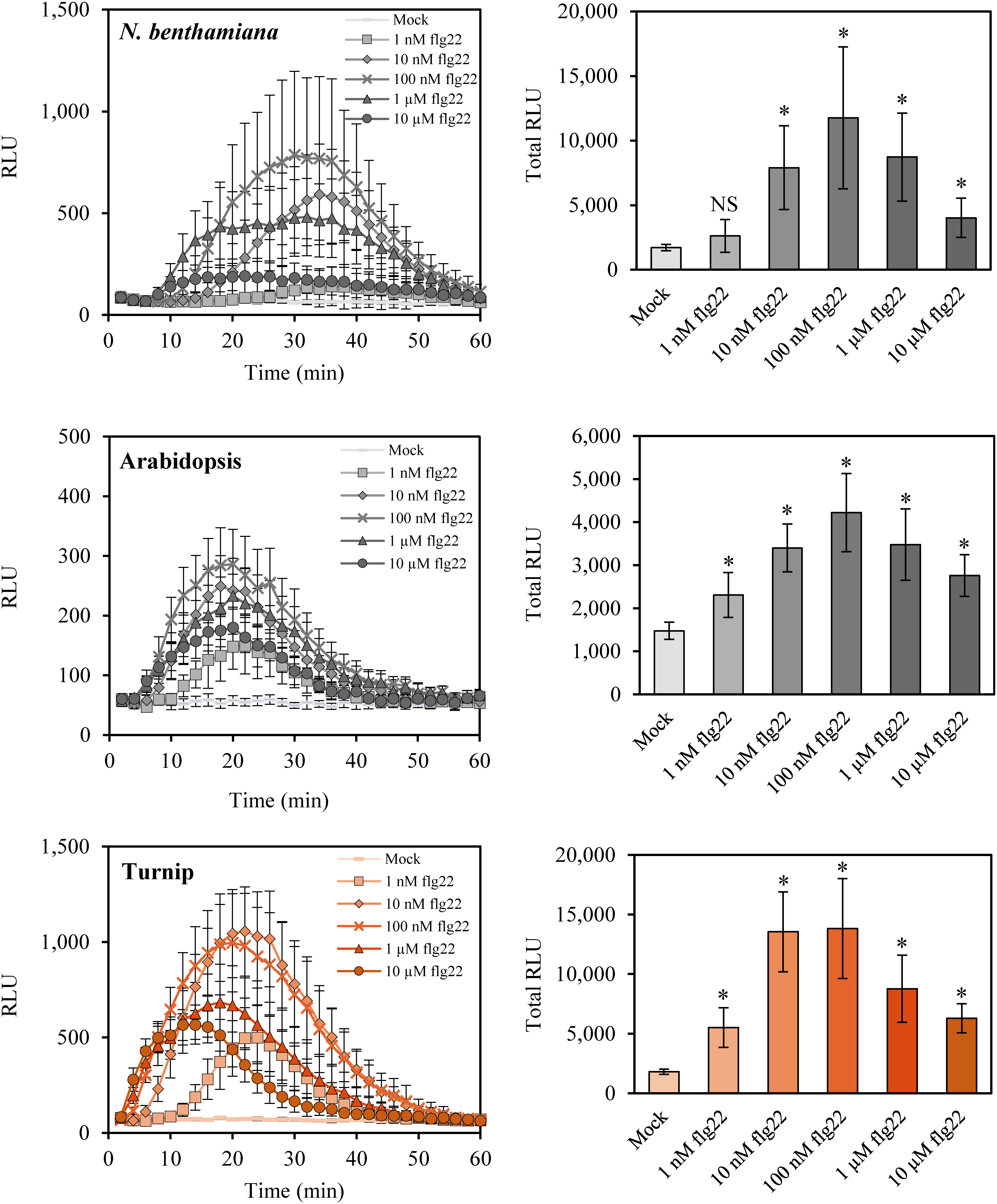 Figure 2. ROS production by dose-dependence treatment of flg22 in N. benthamiana, Arabidopsis, and turnip. Left panels show schematic RLU for 60 min after mock or flg22 treatment. Right panels show total RLU for 60 min after mock or flg22 treatment. Concentrations of flg22 are indicated. Data are presented as means±SD (n=8, biological replicates). Asterisks (Student’s t-test, * p<0.01) indicate statistically significant differences to mock treatment. NS, not significant.