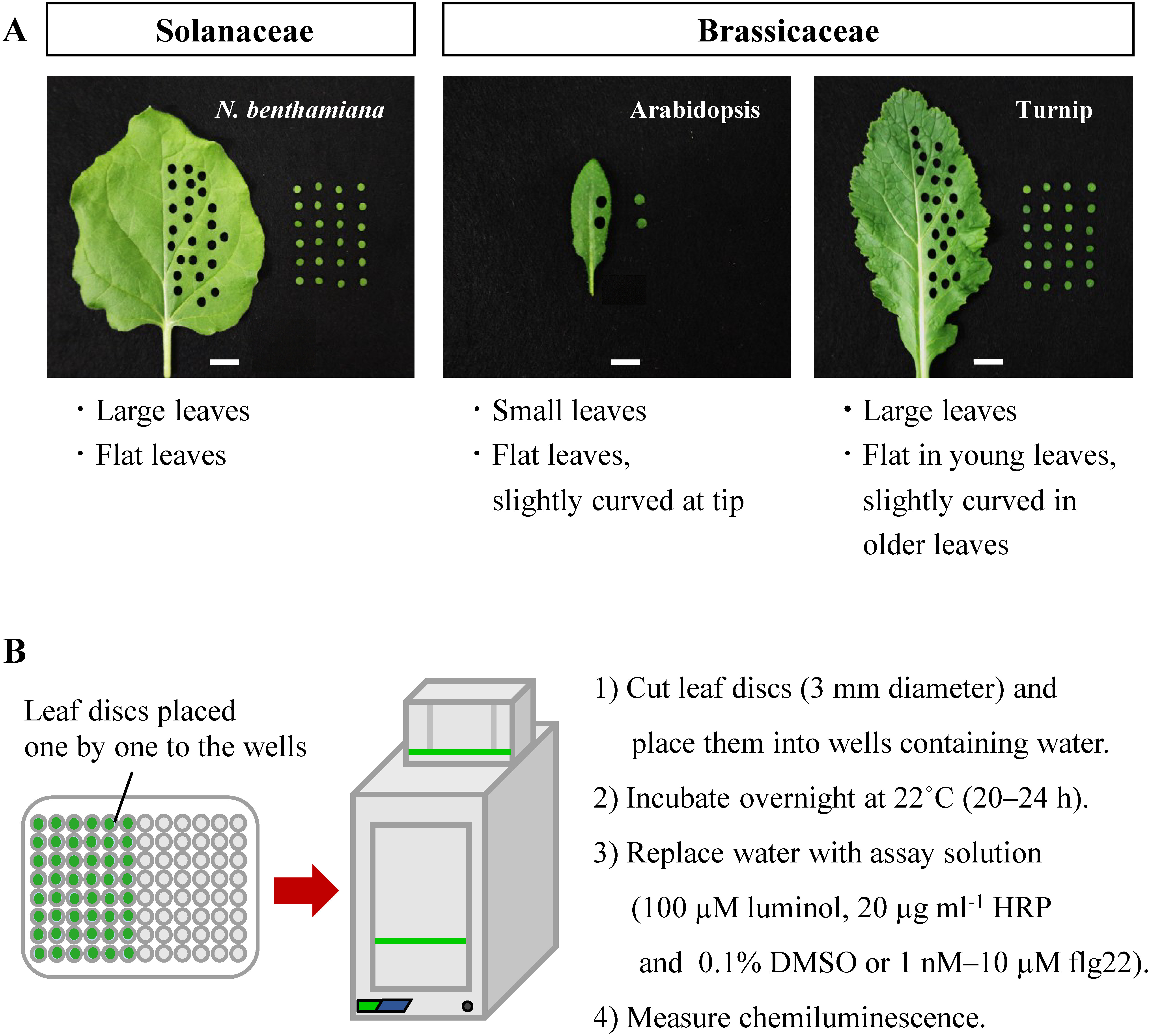 Figure 1. The overview of this study. (A) Leaf images of N. benthamiana, Arabidopsis and turnip. A biopsy punch with a diameter of 3 mm was used in this study. Bars, 1 cm. Morphological characteristics of each plant species are shown in bottom. (B) A procedure for measuring flg22-induced ROS production with a luminol-based assay.