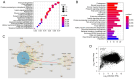 Figure 8. DHCR24 may interact with HRAS to play a role in cancer. (A) Bubble map and (B) histogram of the Kyoto Encyclopedia of Genes and Genomes analysis of the DHCR24–interacting proteome. (C) Prote...
