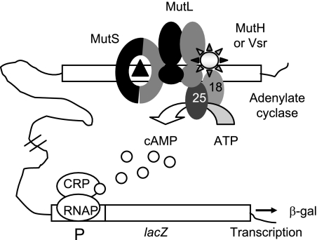 FIG. 1.