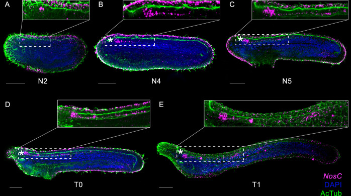 Figure 1—figure supplement 1.