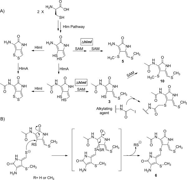 Scheme 2