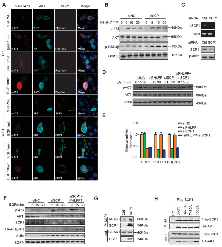 Figure 5—figure supplement 1.