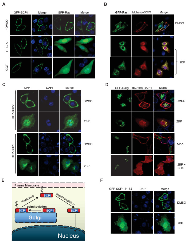 Figure 2—figure supplement 1.