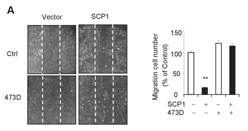 Figure 4—figure supplement 1.