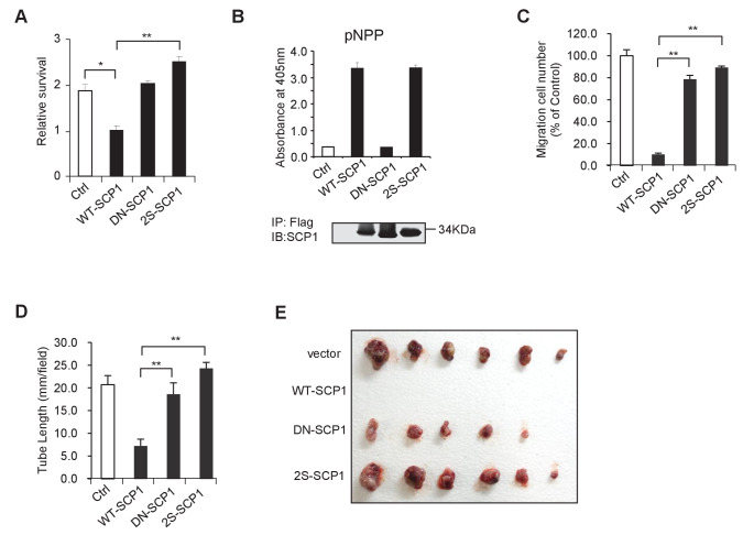 Figure 6—figure supplement 1.