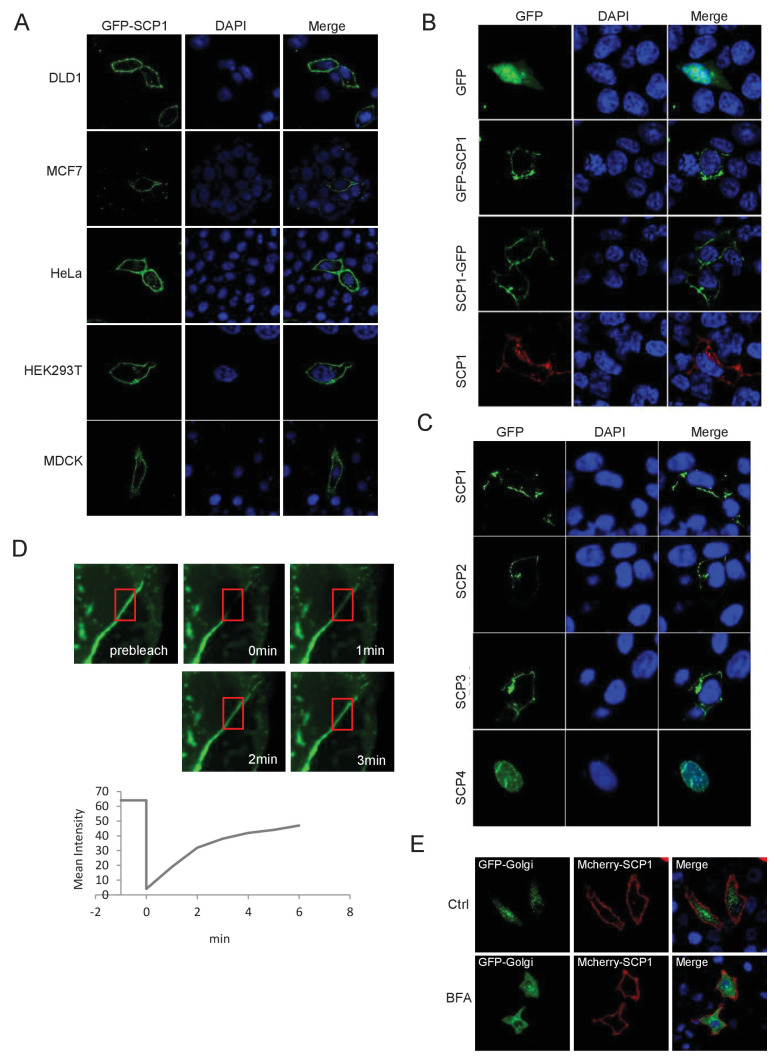 Figure 1—figure supplement 1.