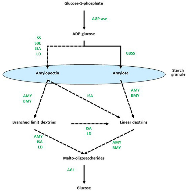 FIGURE 1