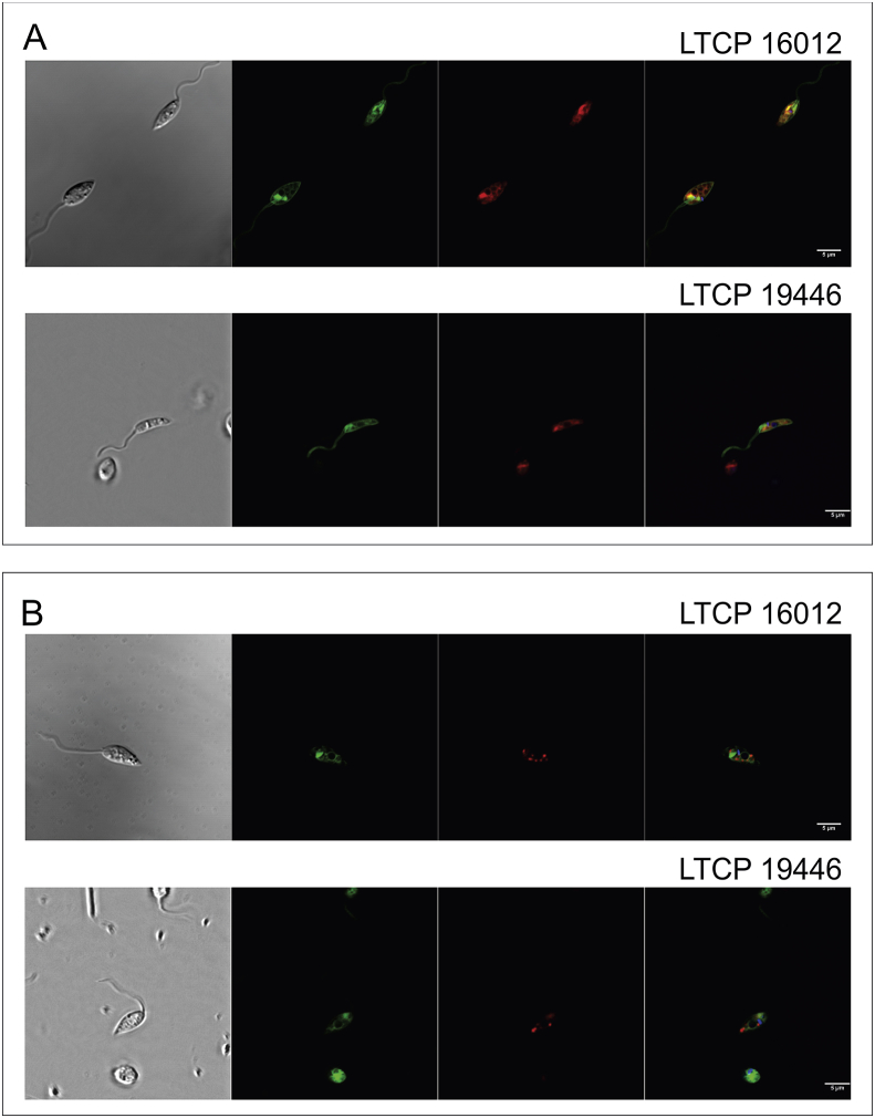 Fig. 4