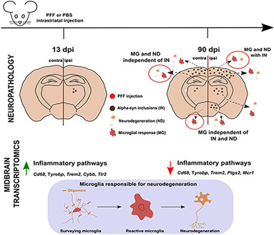 graphic file with name GLIA-70-935-g009.jpg