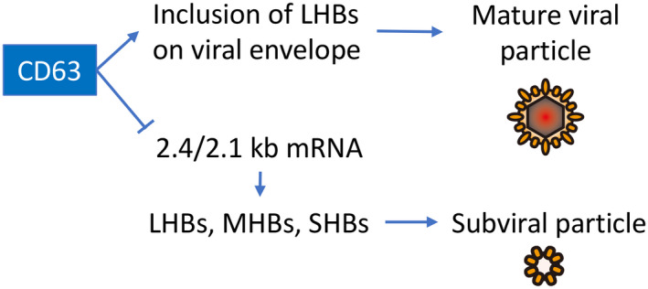 FIG. 7