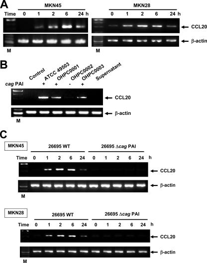 FIG. 2.