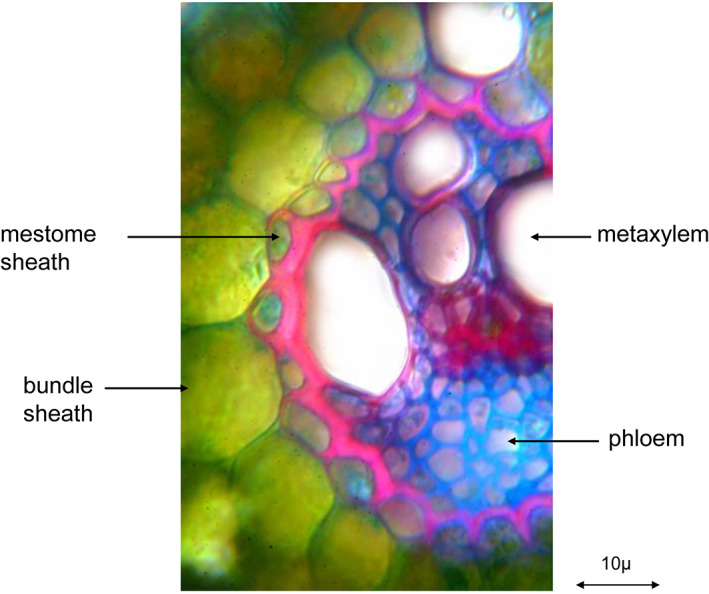 Figure 7