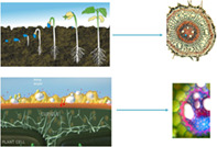 graphic file with name PS-77-4863-g006.jpg
