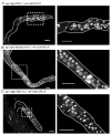 Fig. 10