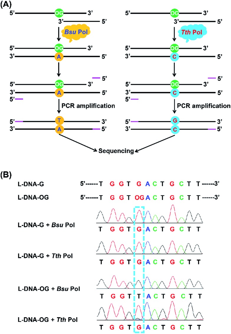 Fig. 6