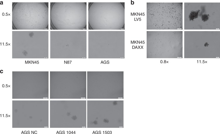 Fig. 6