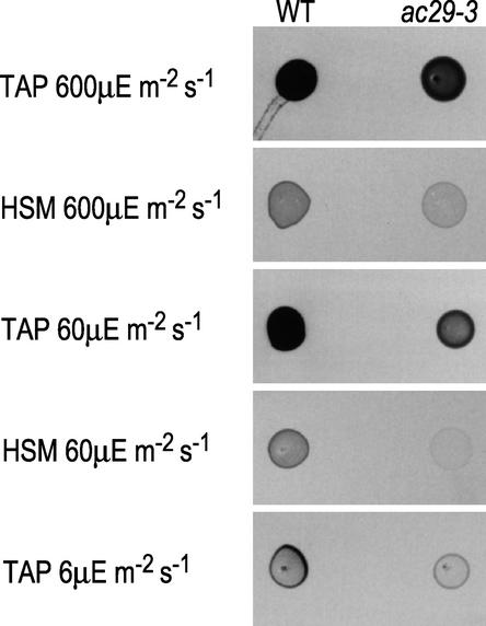 Figure 5.