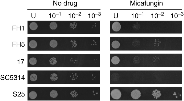 Figure 2