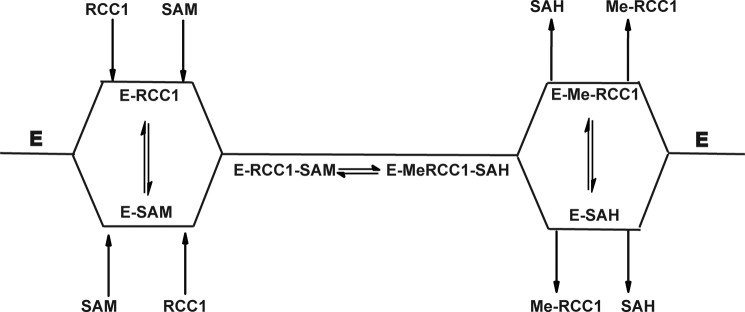 SCHEME 1.