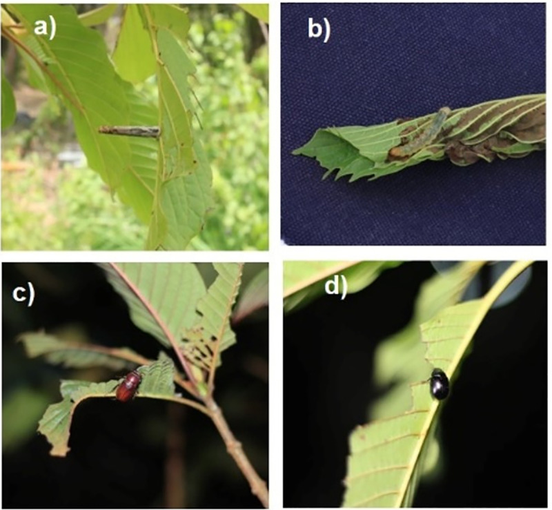 Fig 3
