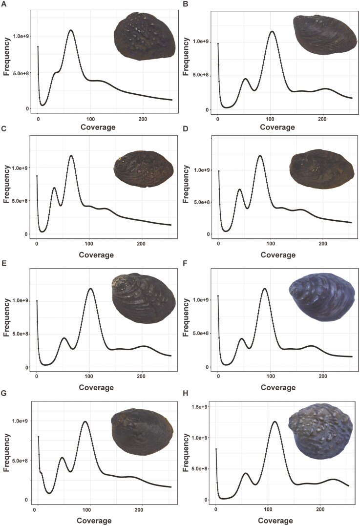 Line graph showing K-mer frequency distribution (Y-axis) across K-mer sequencing depths (X-axis) for eight freshwater bivalve species of genus Lamprotula . Each curve (A-H) represents one species: A = L. rochechouarti , B = L. tortuosa , C = L. leai , D = L. caveata , E = L. scripta , F = L. zonata , G = L. fibrosa , H = L. polysticta . Peaks in the curves indicate dominant K-mer depths characteristic to each species' genome (K=17).