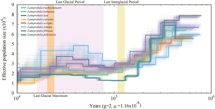 Line graph showing effective population size (Ne) trajectories for eight Lamprotula species over time (10-1,000 Kya), with generation time (g=2 years) and mutation rate (μ=1.16×10⁻⁸) parameters.
