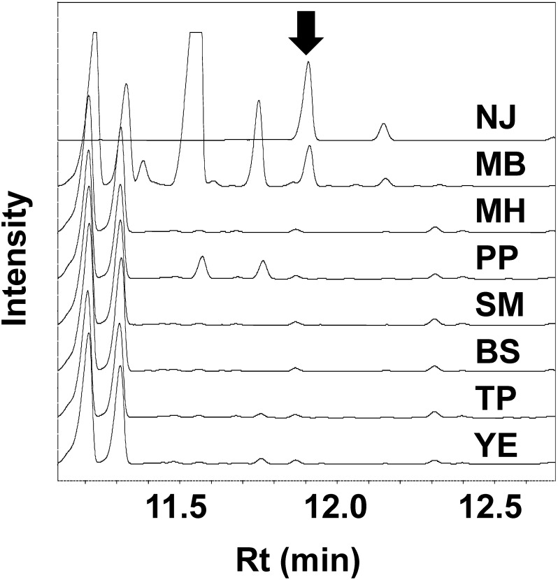 Fig. 1. Gas chromatography/flame ionization detection overlaid on chromatograms of Streptomyces ficellus cultures. The arrow indicates nojirimycin. Samples were collected four days after inoculation. NJ indicates the nojirimycin standard (10 mM). MB, MH, PP, SM, BS, TP, and YE indicate S. ficellus cultures in NJ production media supplemented by marine broth, Muller Hinton Broth, Polypeptone, Skim Milk, Bacto Tryptic Soy Broth, Tryptone, and Yeast Extract, respectively.